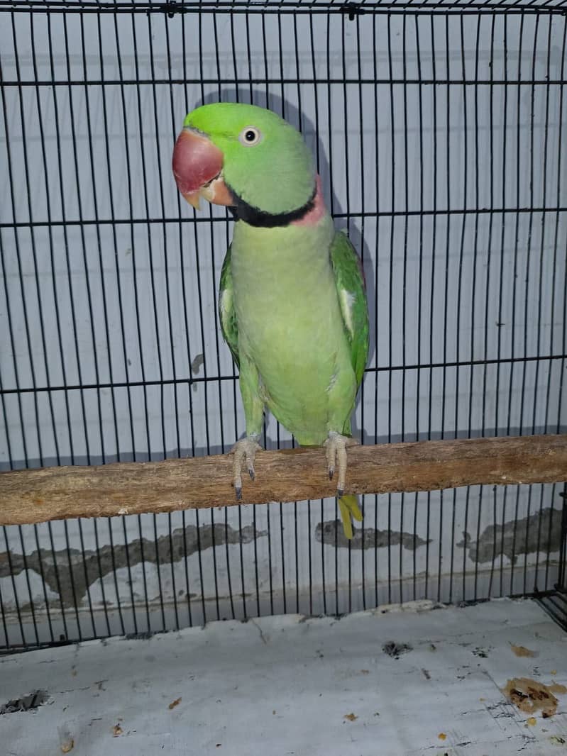 Raw Parrot 1