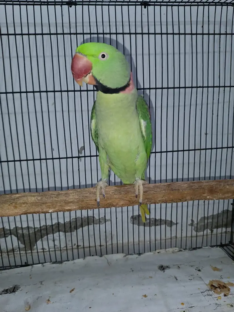 Raw Parrot — photo 2