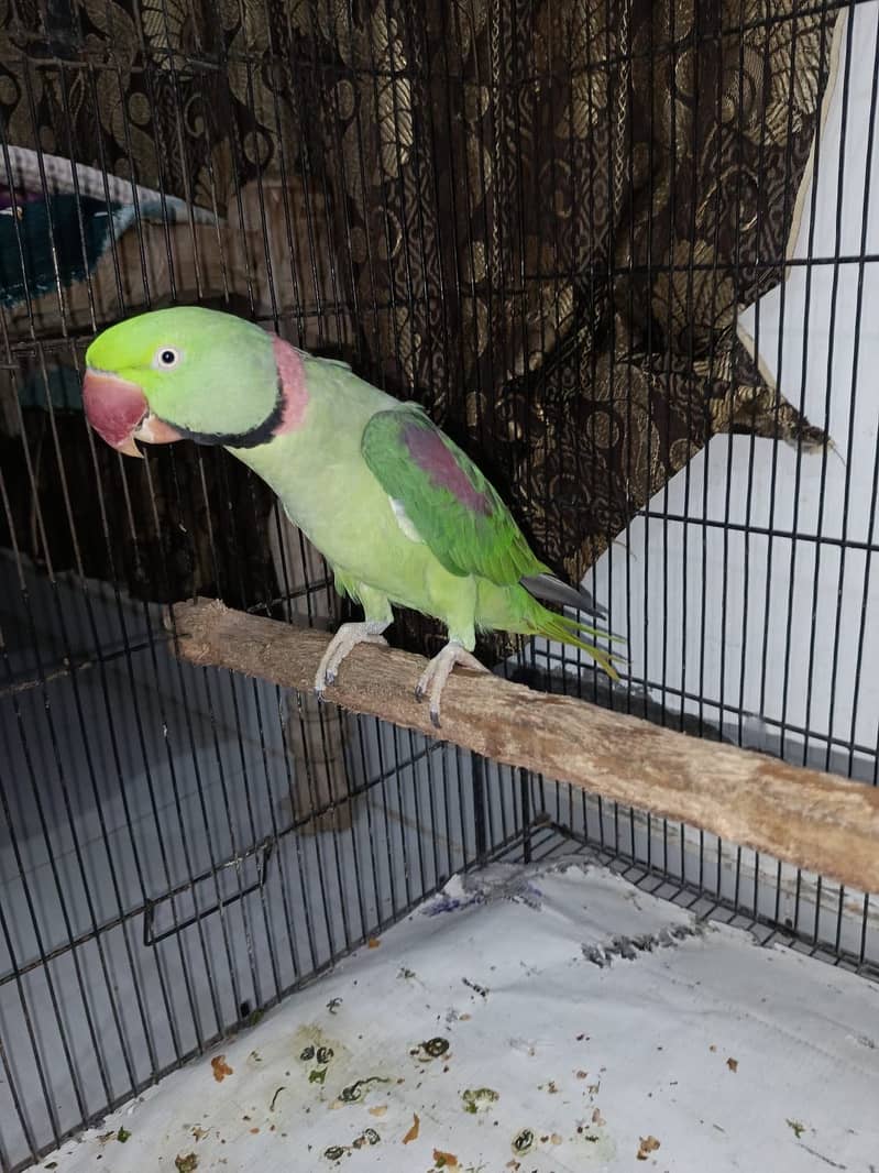 Raw Parrot 2