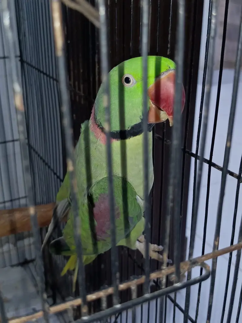 Raw Parrot — photo 4