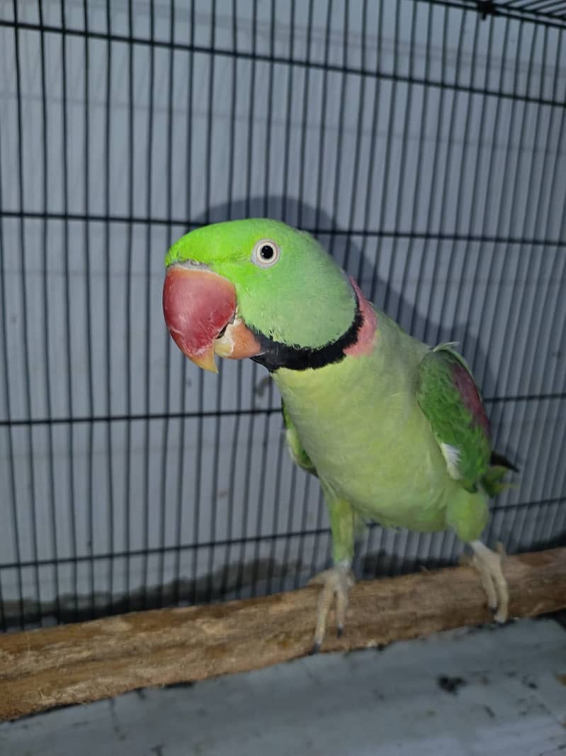 Raw Parrot 4
