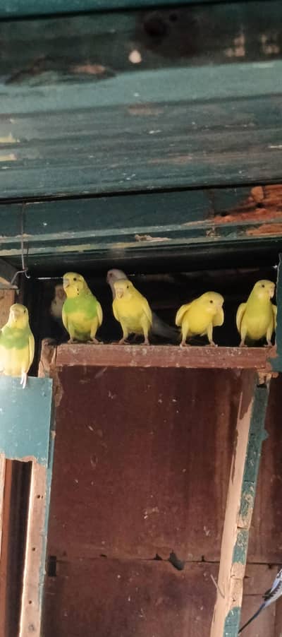 Australian parrots