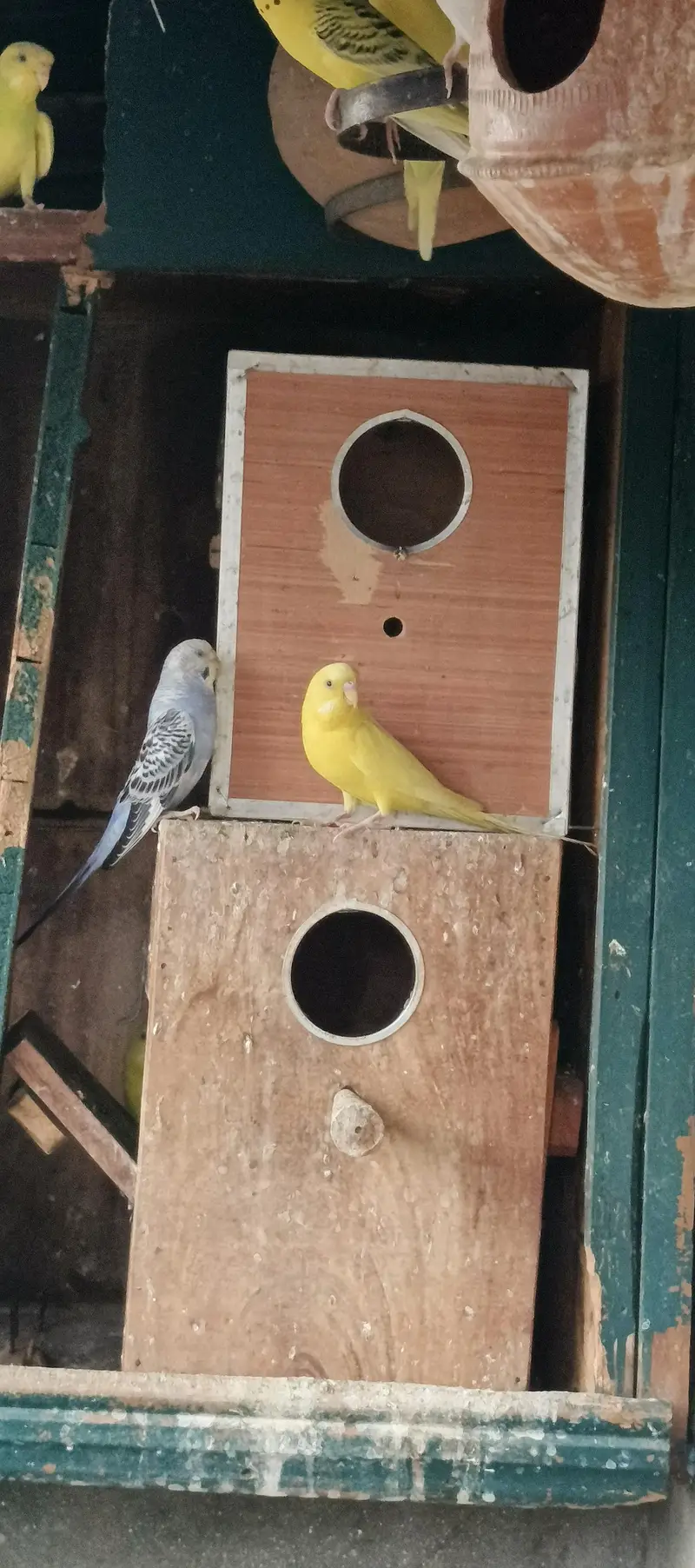 Australian parrots — photo 2