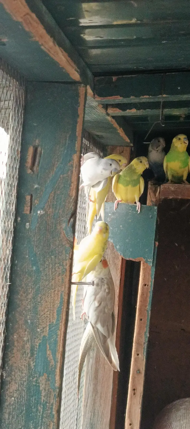 Australian parrots — photo 3