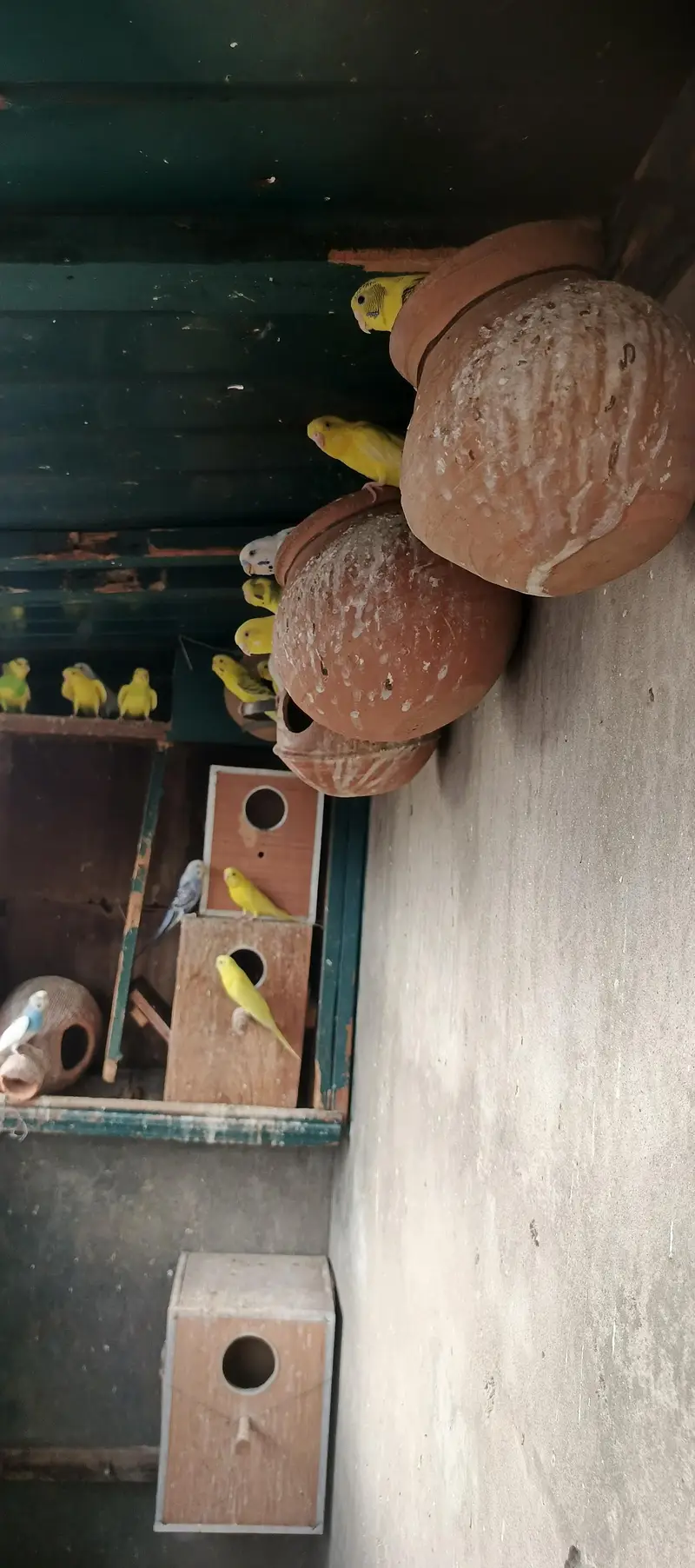 Australian parrots — photo 4