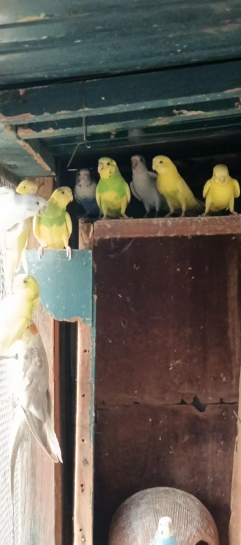 Australian parrots — photo 5