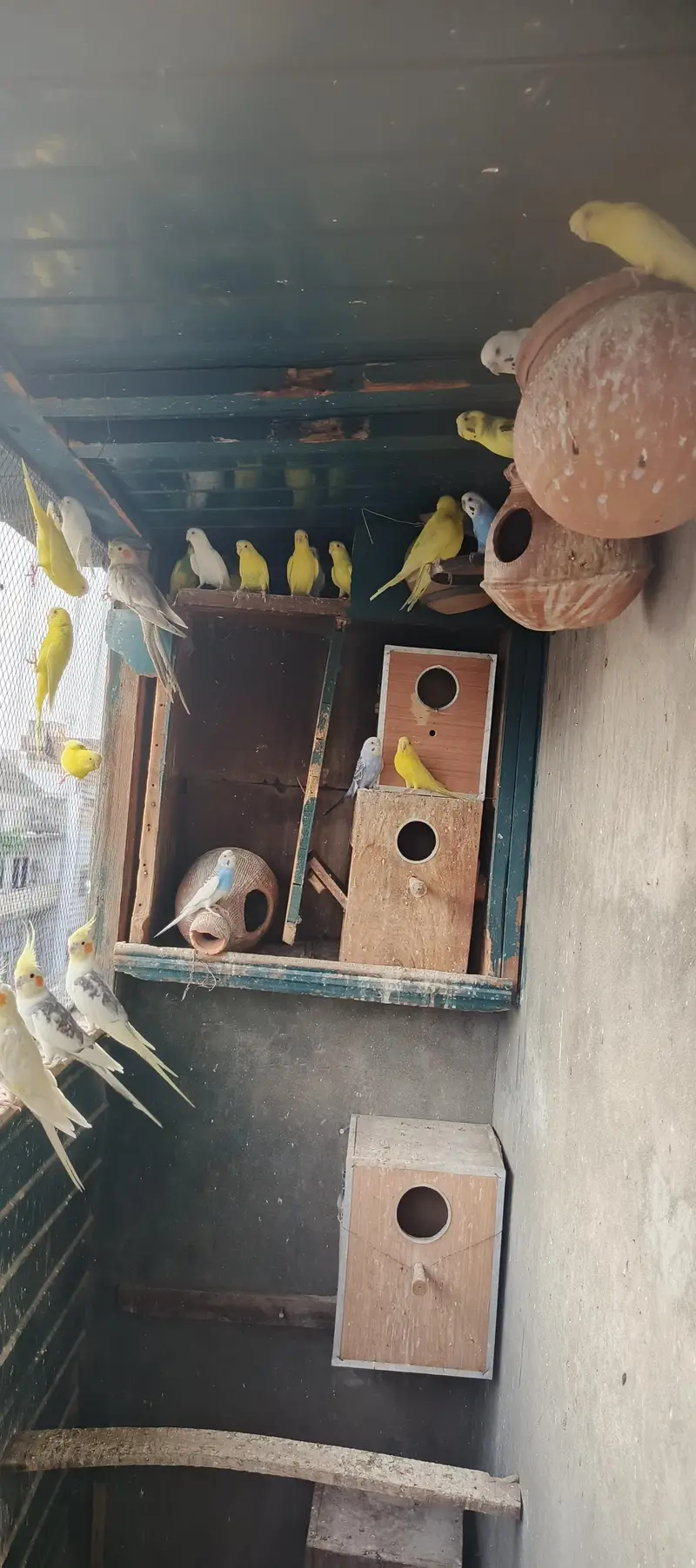 Australian parrots — photo 6