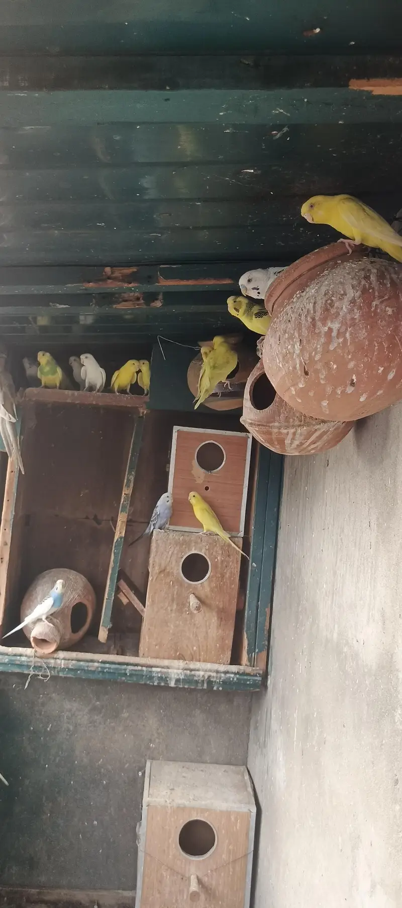 Australian parrots — photo 7
