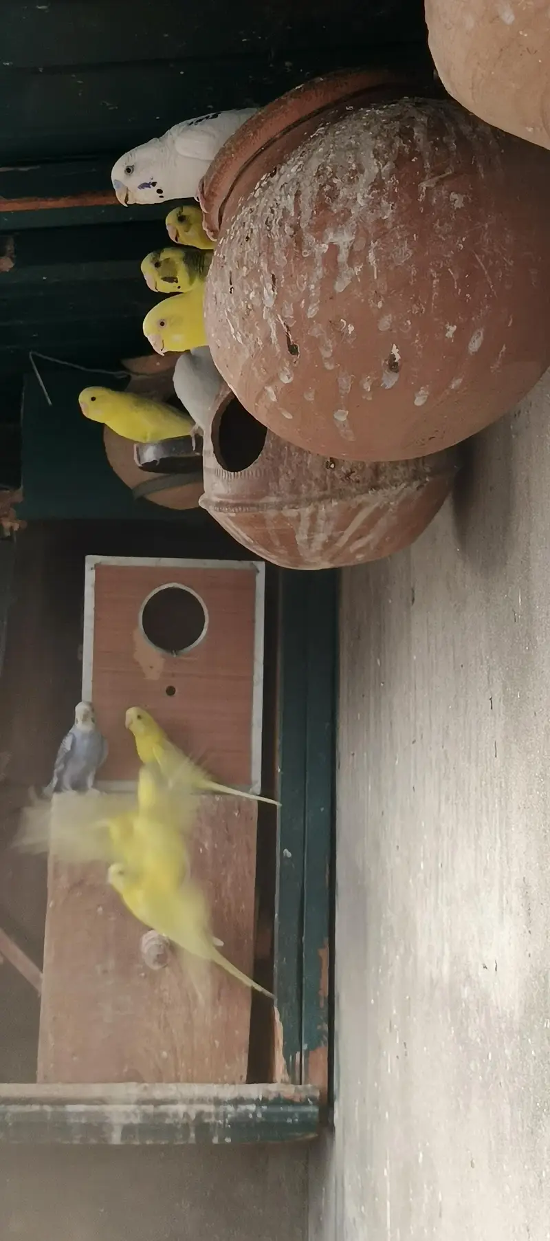 Australian parrots — photo 8