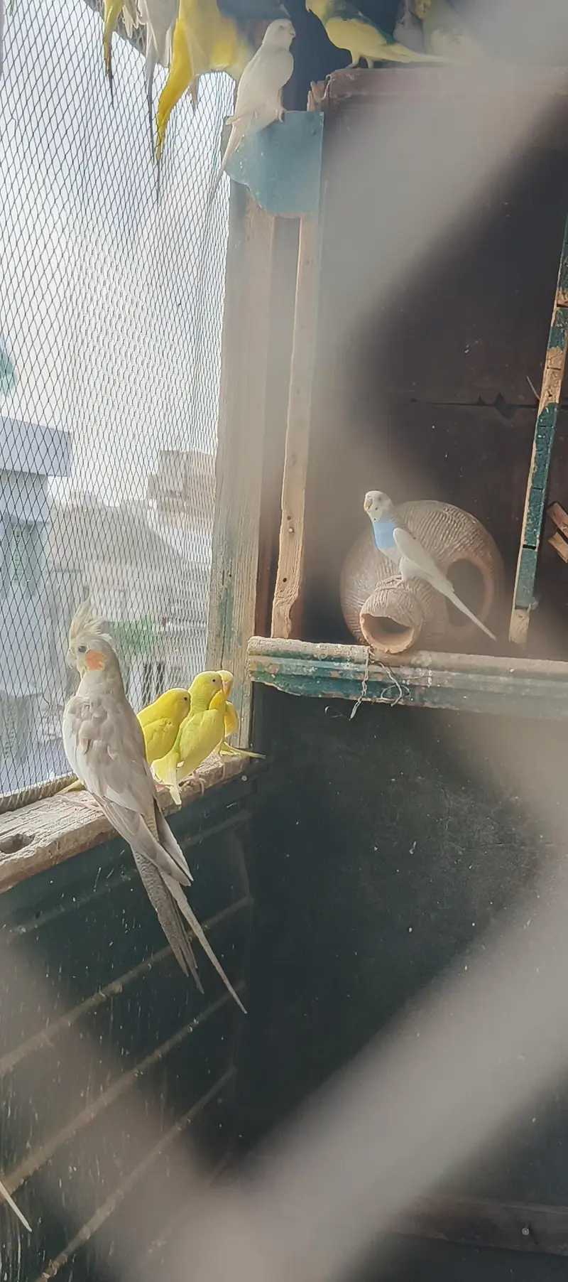 Australian parrots — photo 9