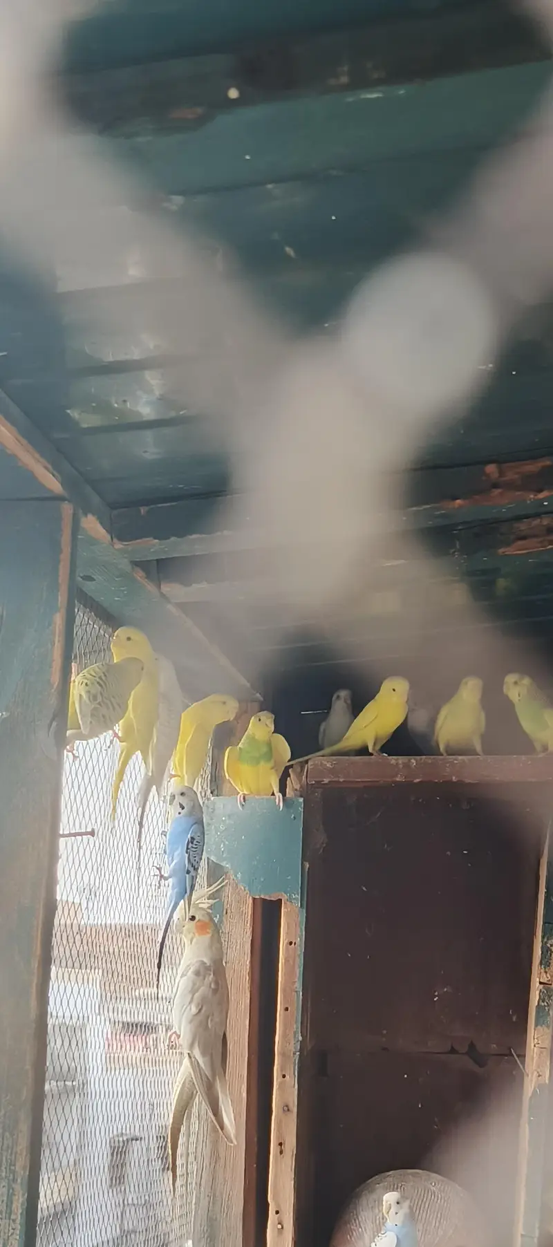 Australian parrots — photo 10