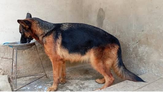 GSDCP pink pedagri
