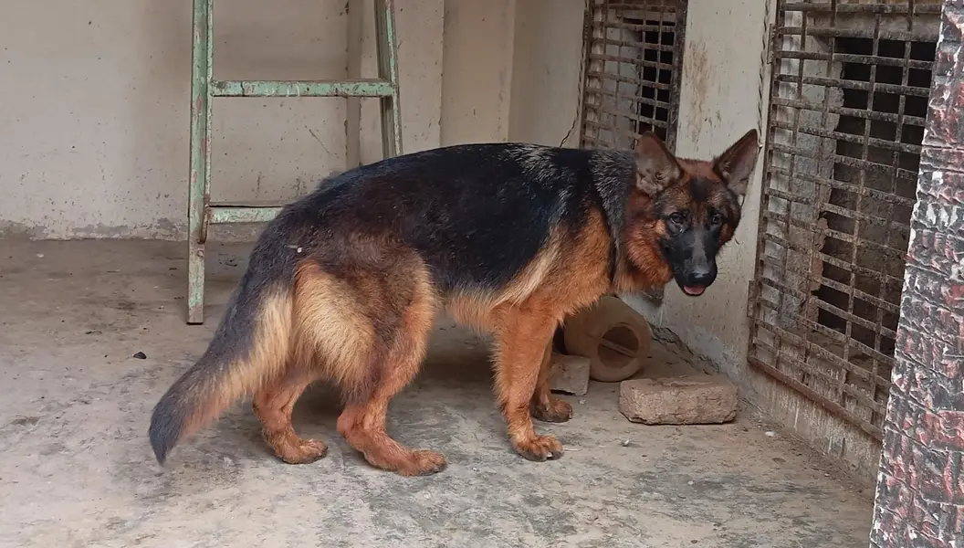 GSDCP pink pedagri — photo 2