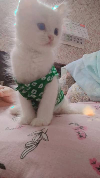 kitten for sale