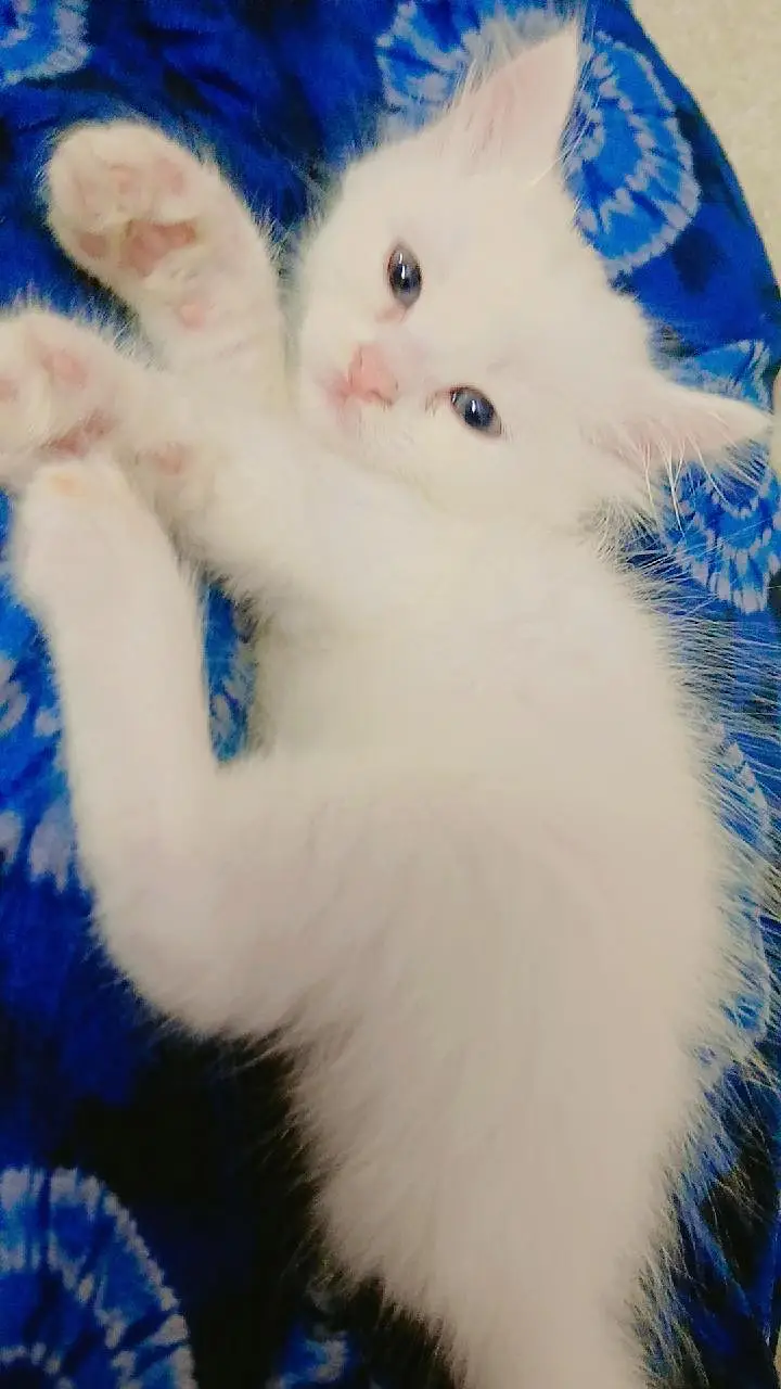 kitten for sale — photo 2