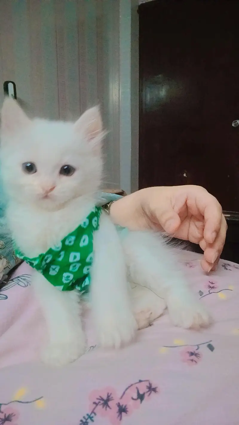 kitten for sale — photo 3