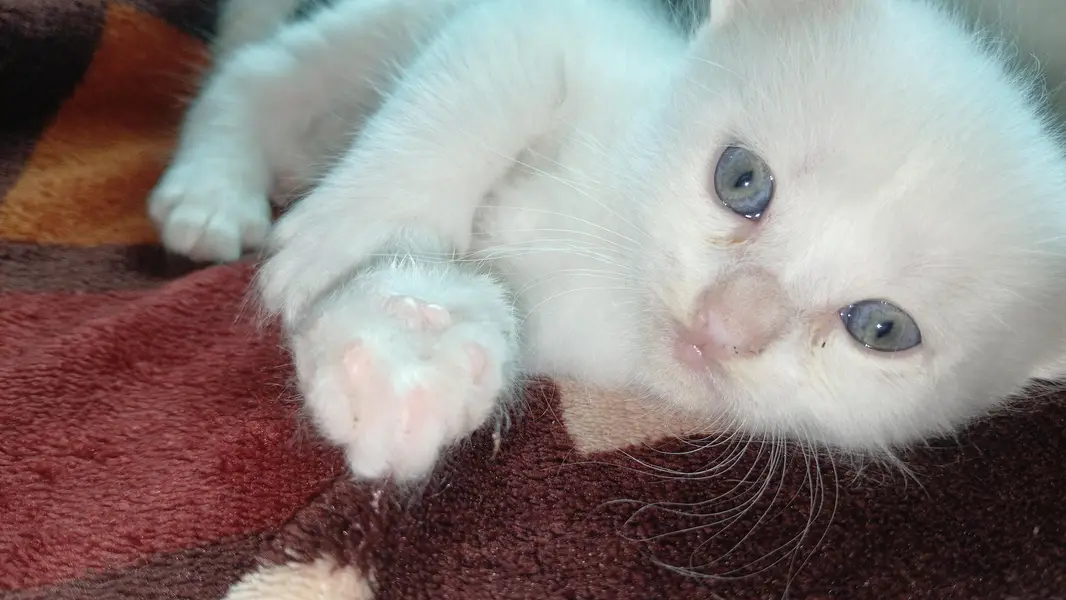 kitten for sale — photo 4