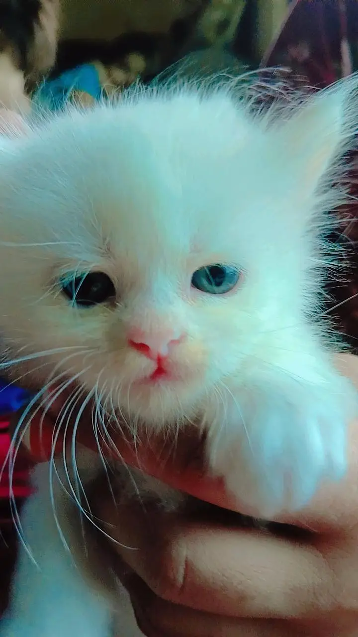 kitten for sale — photo 5