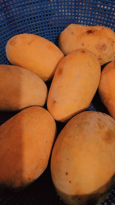 Mangoes White Chauna Multani