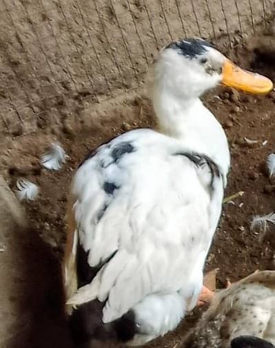 ducks 5
