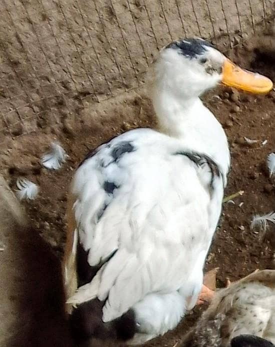 ducks 5 0