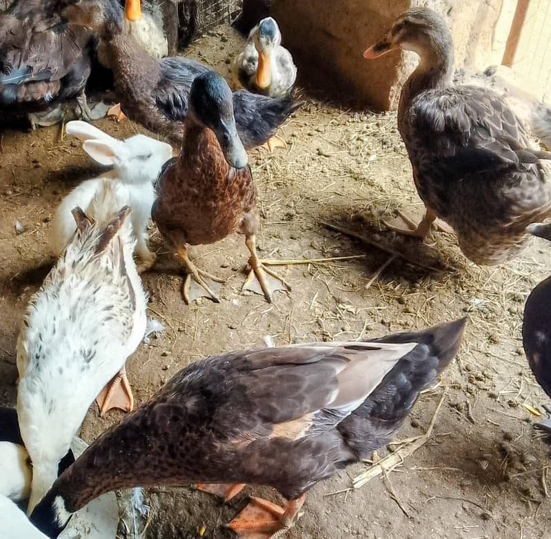 ducks 5 1