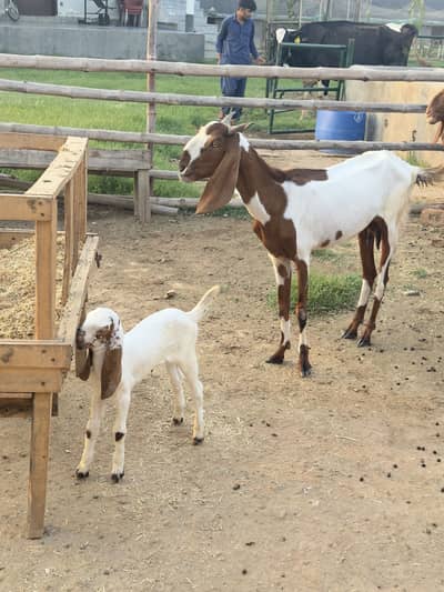 Doodh Wali Bakriyan & Bachay Sale – Healthy Goats