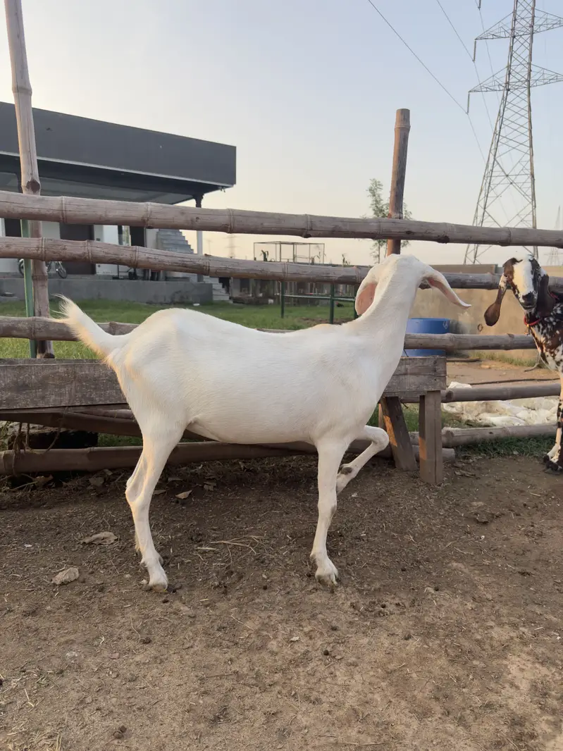 Doodh Wali Bakriyan & Bachay Sale – Healthy Goats — photo 2