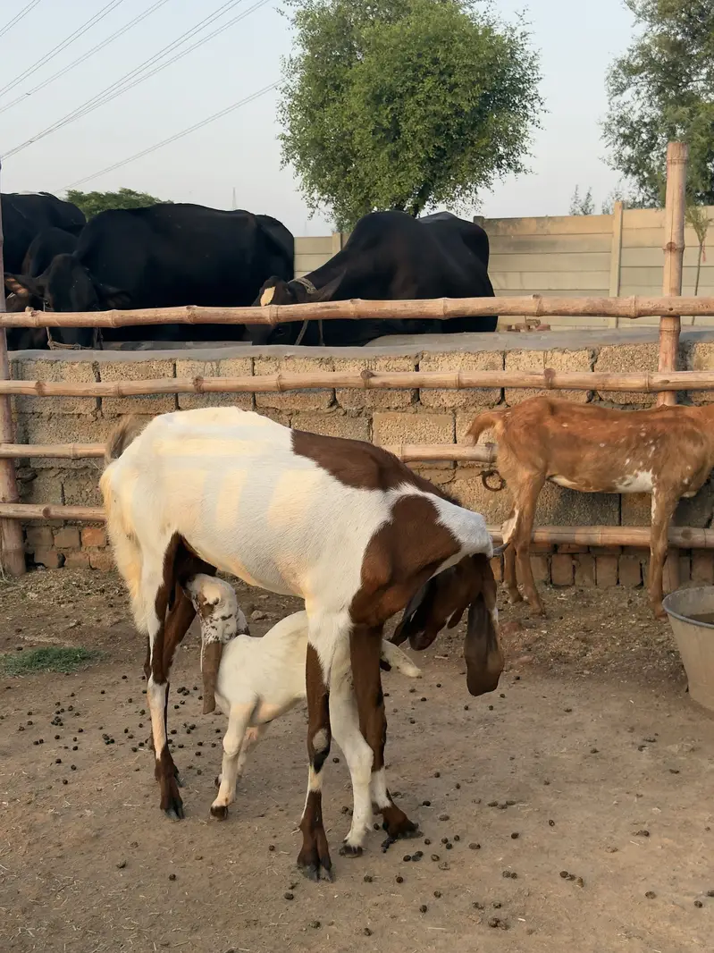 Doodh Wali Bakriyan & Bachay Sale – Healthy Goats — photo 3
