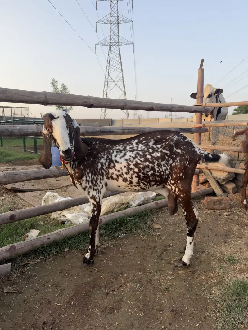 Doodh Wali Bakriyan & Bachay Sale – Healthy Goats — photo 4