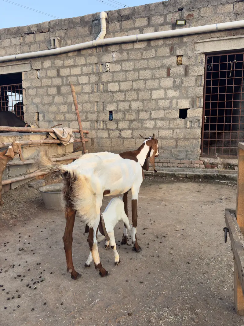 Doodh Wali Bakriyan & Bachay Sale – Healthy Goats — photo 5