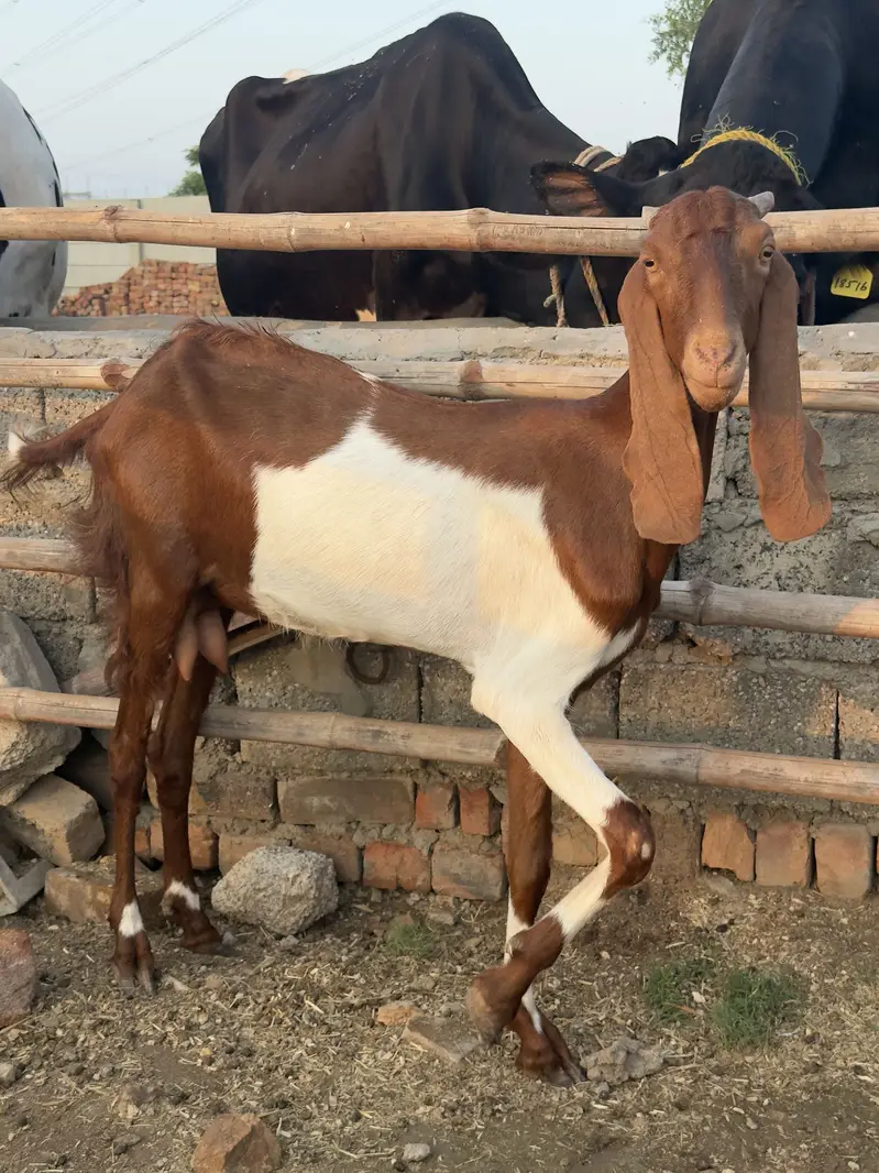 Doodh Wali Bakriyan & Bachay Sale – Healthy Goats — photo 6
