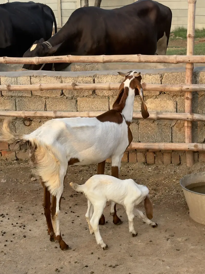Doodh Wali Bakriyan & Bachay Sale – Healthy Goats — photo 7