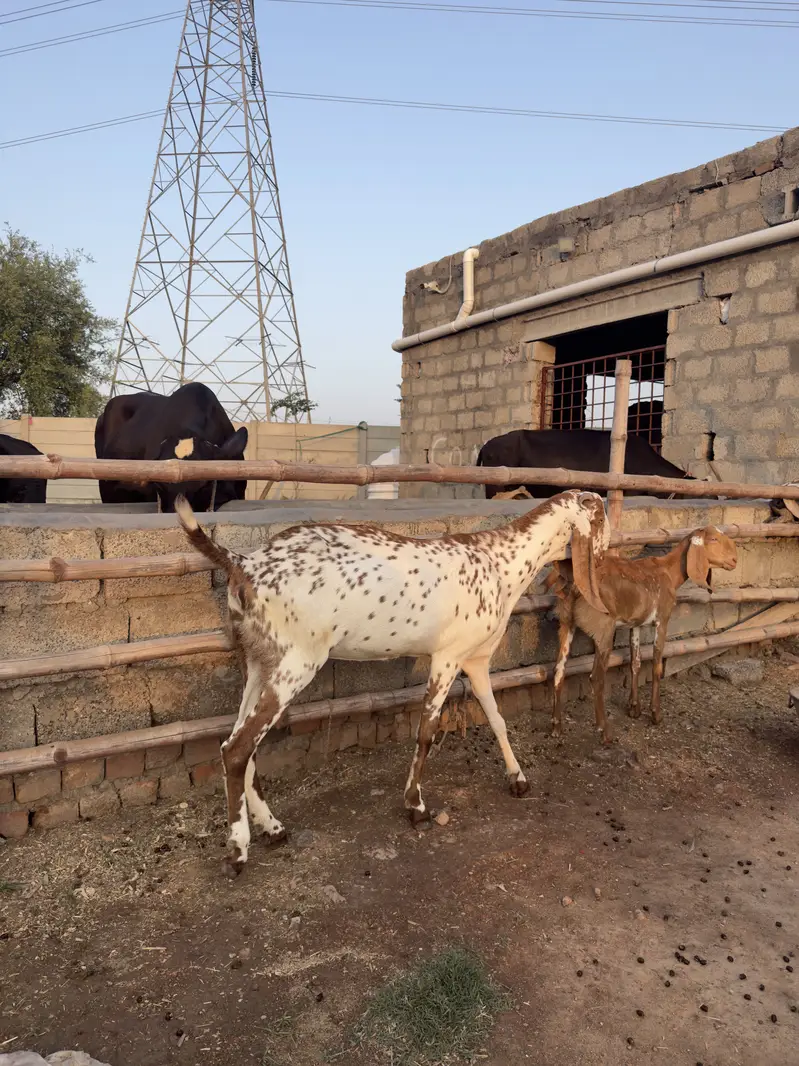Doodh Wali Bakriyan & Bachay Sale – Healthy Goats — photo 8