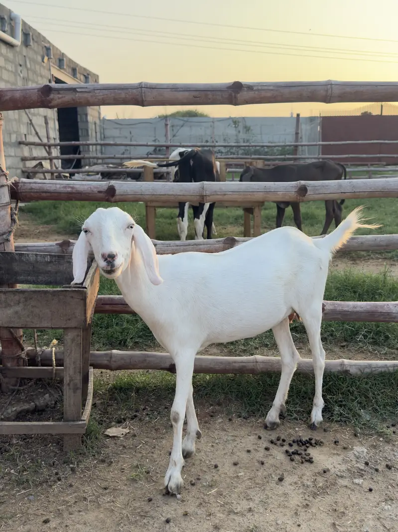 Doodh Wali Bakriyan & Bachay Sale – Healthy Goats — photo 9