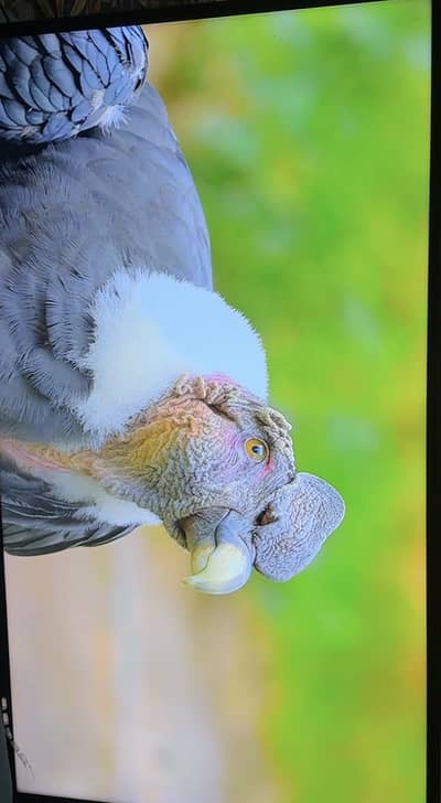 Samsung 43” MU7000 4K UHD Smart LED TV – Original