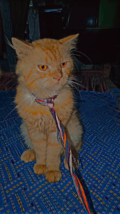 cute cat