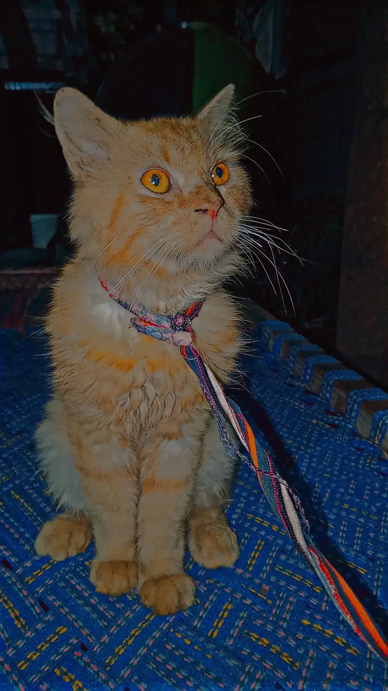 cute cat — photo 2