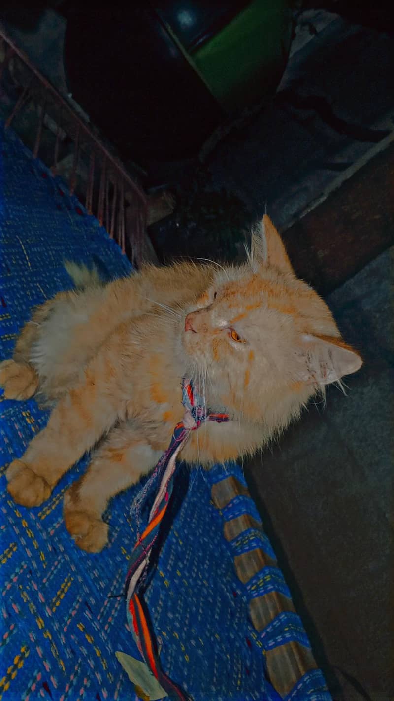 cute cat 2