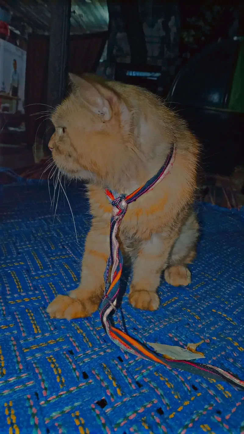 cute cat — photo 4
