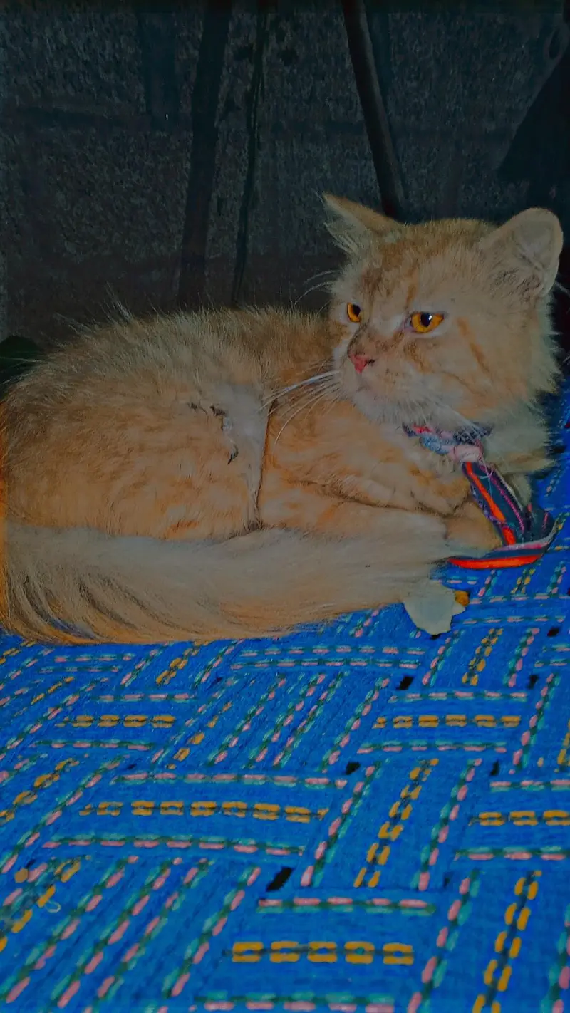 cute cat — photo 5