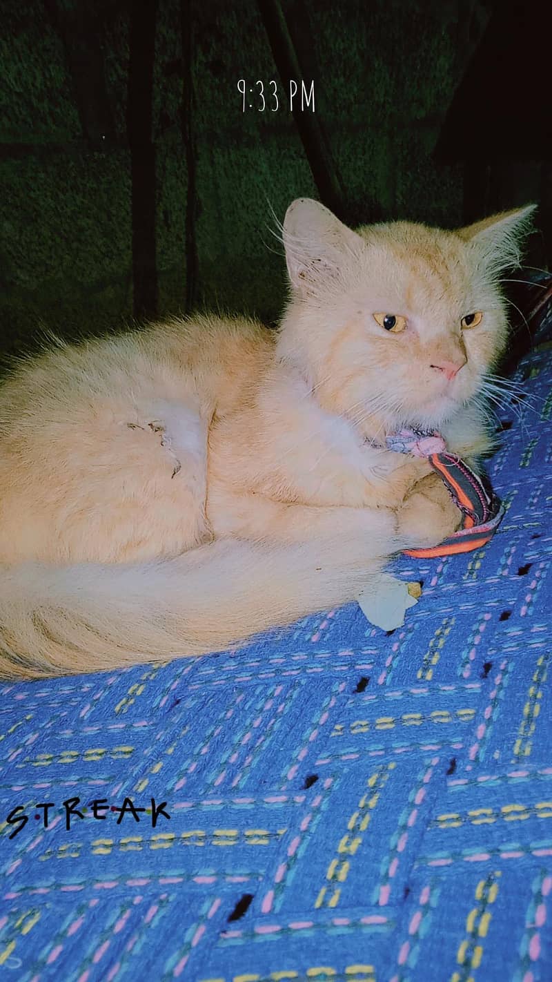 cute cat 5