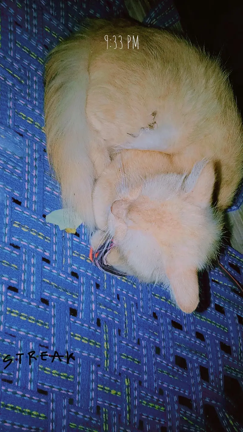 cute cat — photo 7