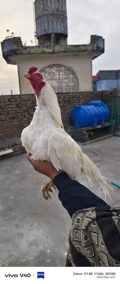 pure Heera aseel male and females