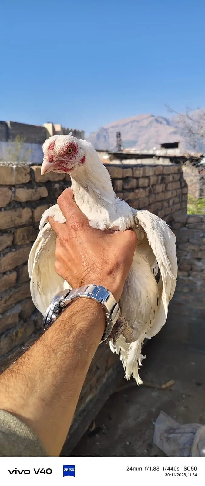 pure Heera aseel male and females — photo 4