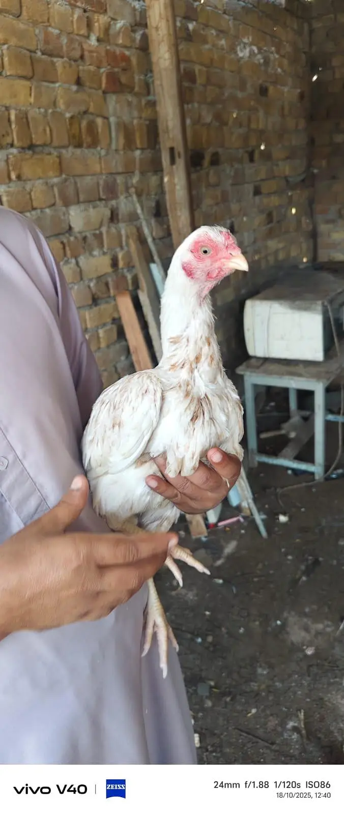 pure Heera aseel male and females — photo 7
