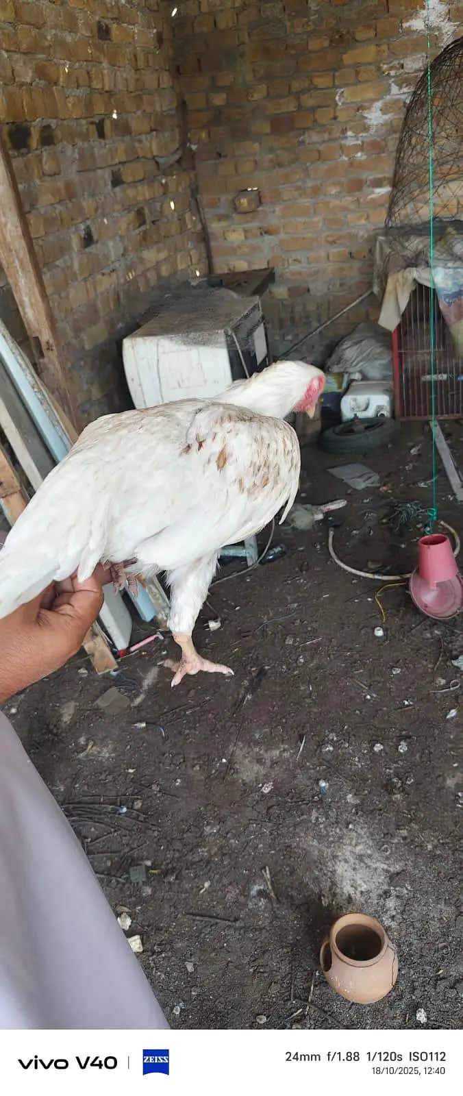 pure Heera aseel male and females — photo 8
