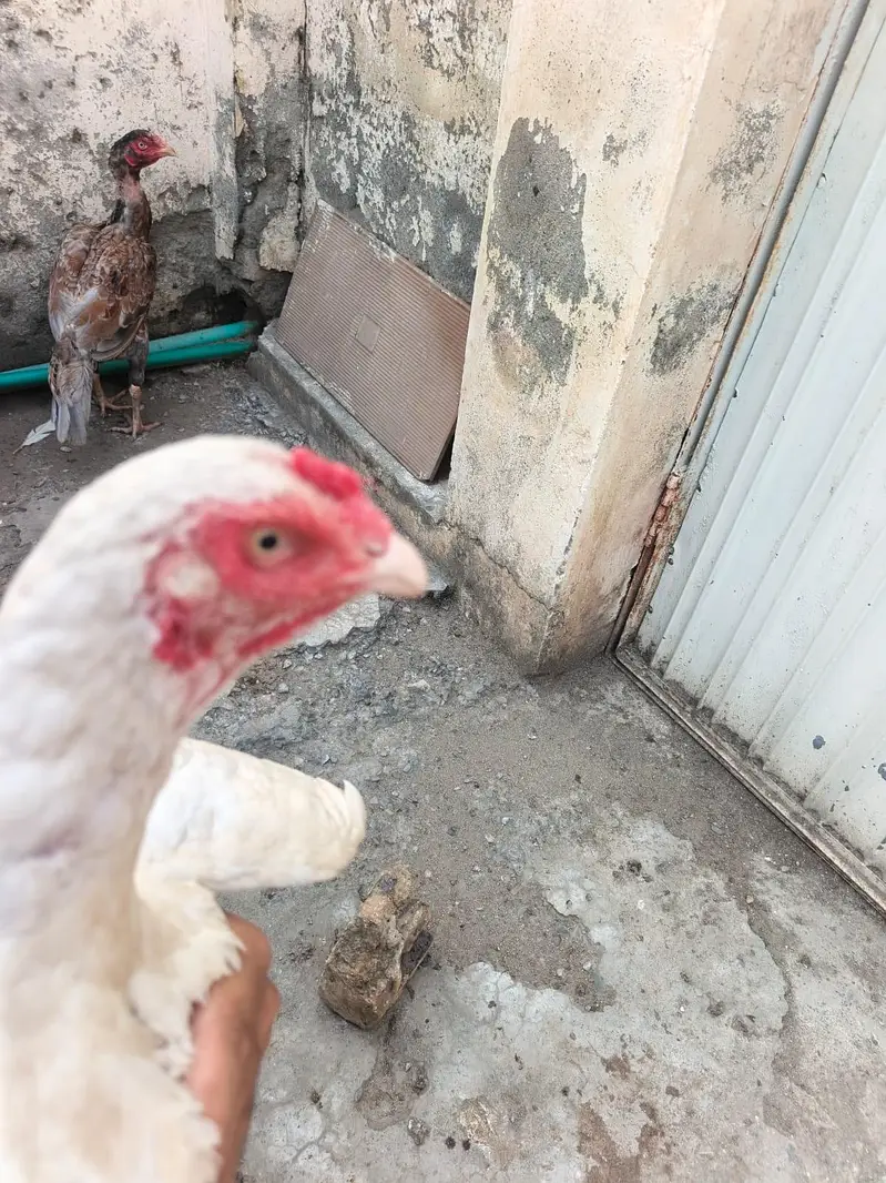 pure Heera aseel male and females — photo 9