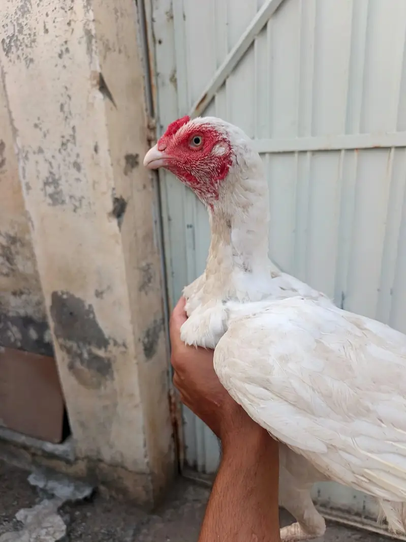 pure Heera aseel male and females — photo 10