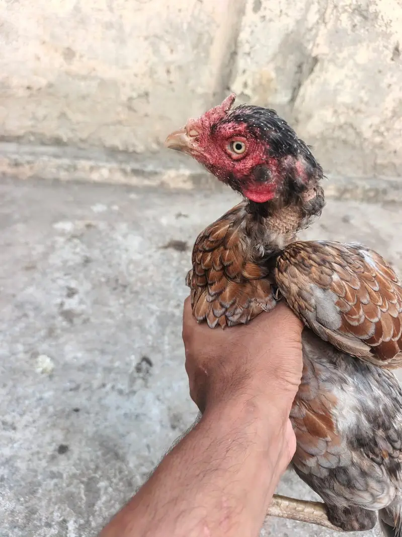 pure Heera aseel male and females — photo 12